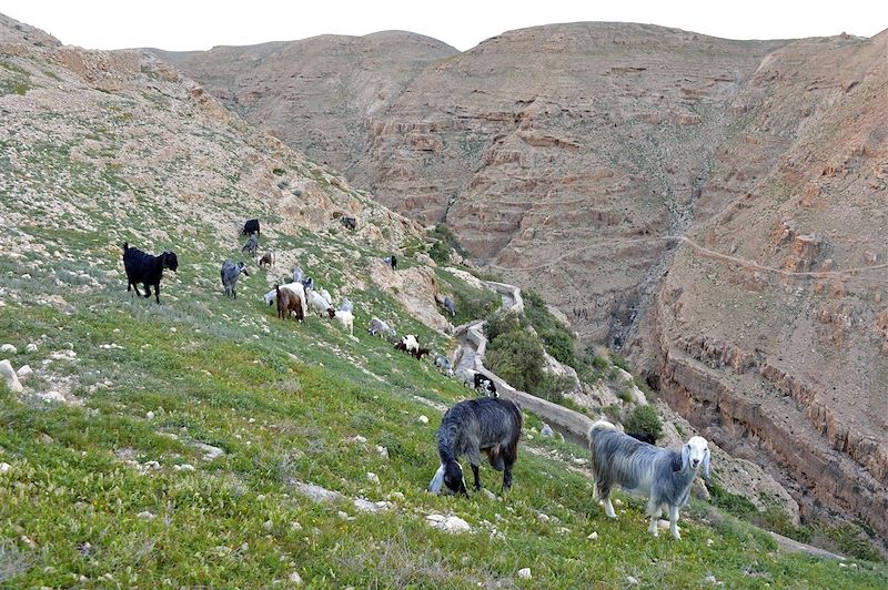 Troupeau de chèvres à Wadi Qelt - Cisjordanie - Palestine