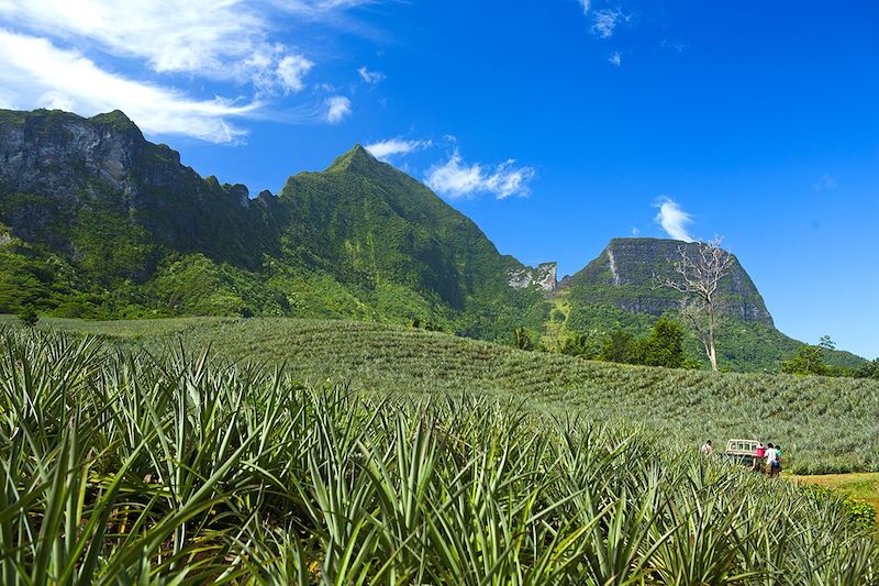 Plantation d'ananas - Moorea - Archipel de la Société - Polynésie française
