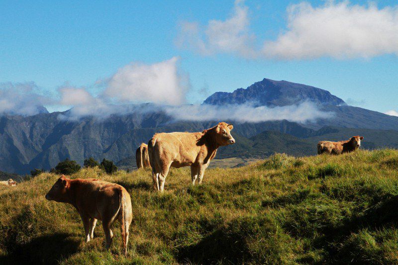 Trek aux Grand Bénare et piton des Neiges puis randonnée sportive dans les cirques volcaniques de La Réunion