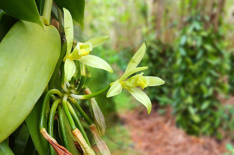 Balades de l’île de la Réunion à Rodrigues : Découverte des saveurs créoles, trek facile entre Rando côtière et forêt tropicale...