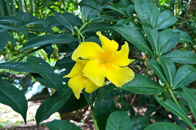 Flore de l'île de Rodrigues