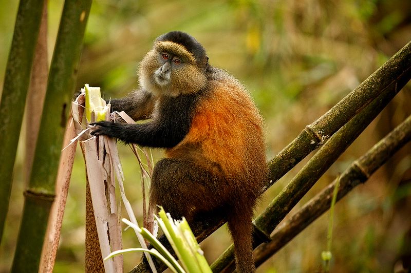 Safari dans le parc Akagera, pistage des chimpanzés, bateau et rando au lac Kivu (Congo NileTrail) et rencontre avec les Gorilles 