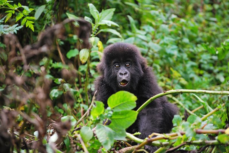 Gorille à la frontière entre le Rwanda et l'Ouganda