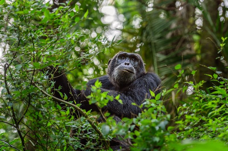 Chimpanzé dans le parc national de Kibale - Ouganda