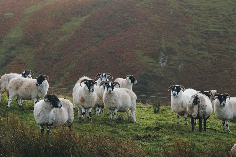 Moutons en Écosse