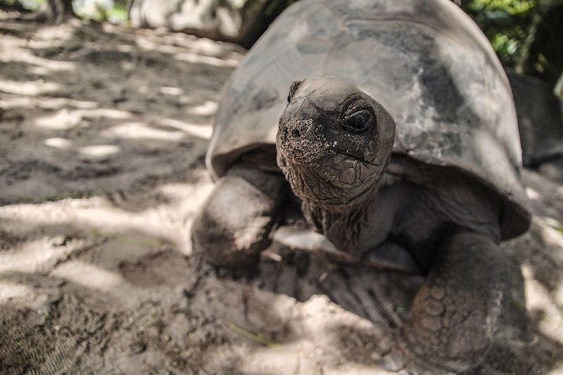 Une découverte des Seychelles en famille sur les îles de Mahé, Praslin et La Digue avec séjour en appartements tout équipés