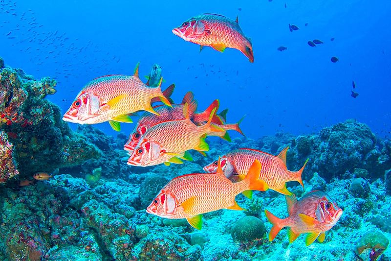 Découverte de Mahé, la Digue, Praslin, île de Curieuse au gré du vent avec balades, snorkeling, kayak dans le lagon et vélo !