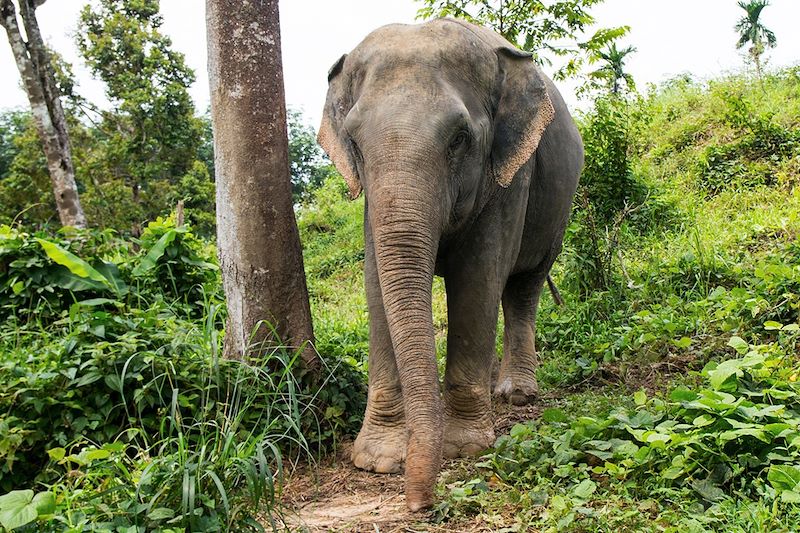 Sanctuaire des éléphants a- Phuket - Thaïlande