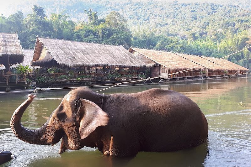 Elephant - Kanchanaburi - Thaïlande