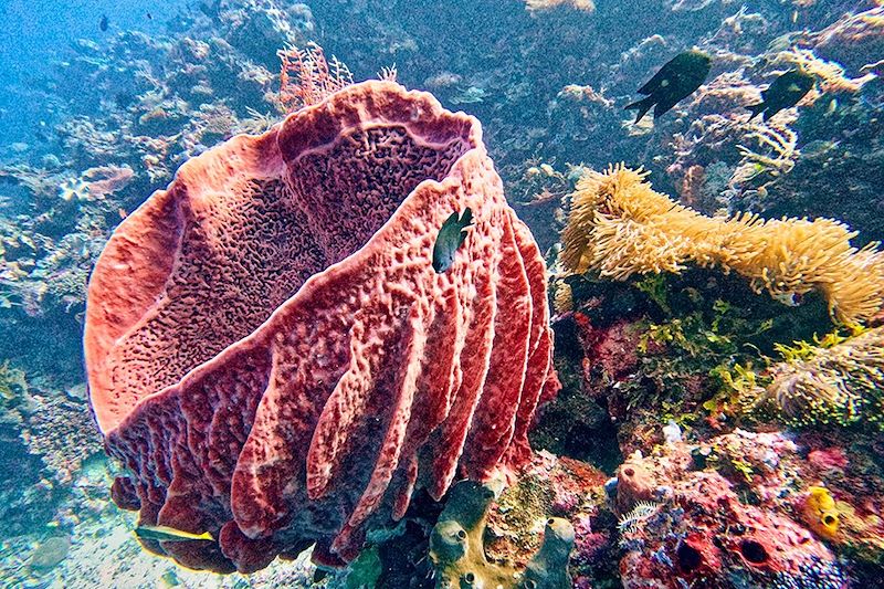 Immersion au Timor Oriental, de Dili à l'île de Jaco et en plongée et snorkeling sur l'île d'Atauro