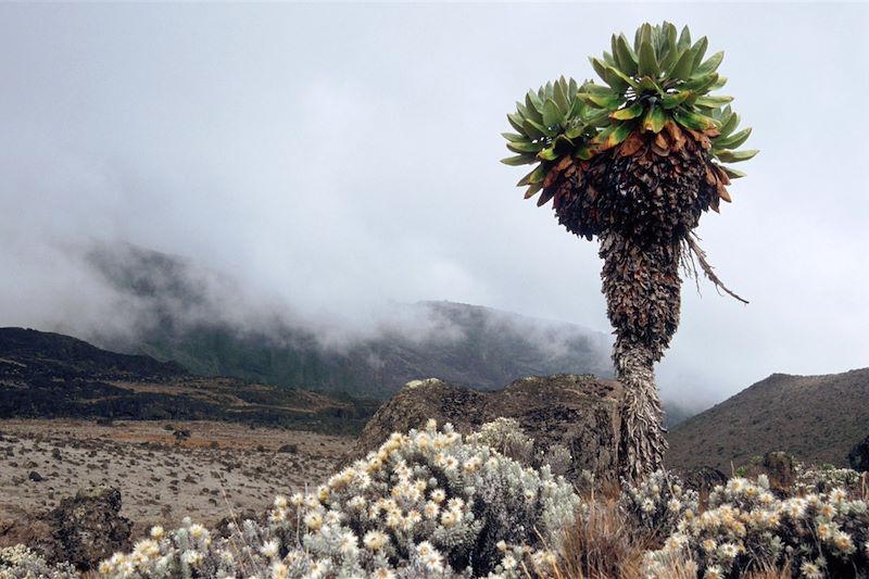 Trek du Kili par la voie Machame et Safari en Lodge dans les parcs de Tarangire, du lac Manyara et dans le cratère du N'Gorongoro 