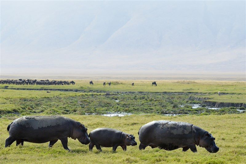 Safaris 4X4 en Lodge dans les plus beaux parcs du Nord de la Tanzanie et détente à Zanzibar...