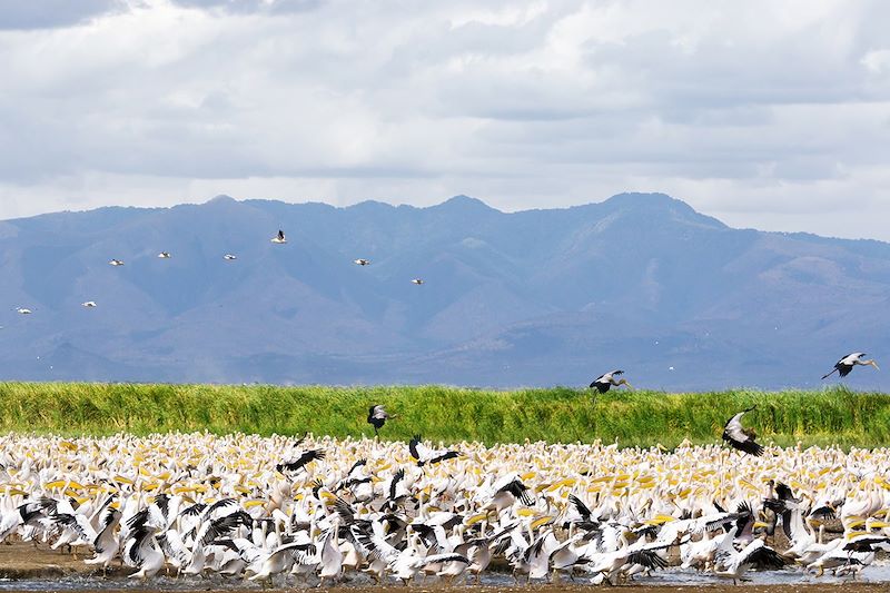 Pélicans dans le parc du Lac Manyara - Tanzanie