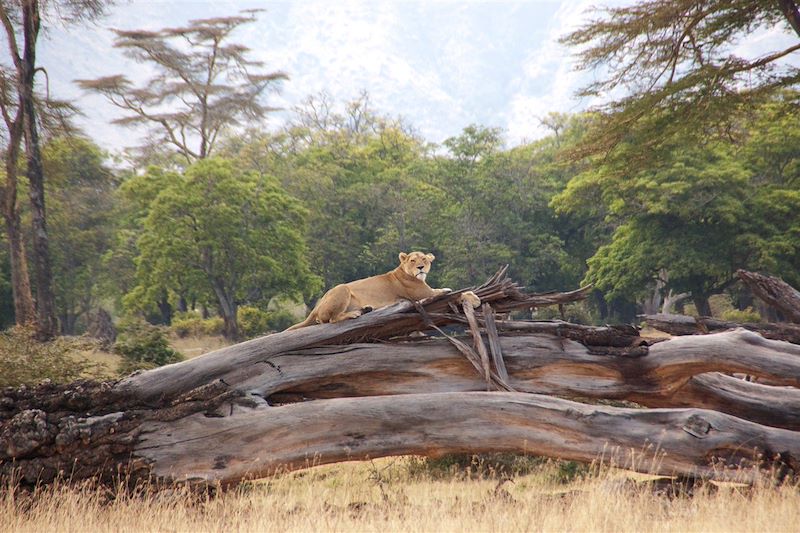 Ascenscion du Kili par la voie Machame, safari en lodge dans les parcs Tarangire, Manyara et N'Gorongoro et détente à Zanzibar ! 