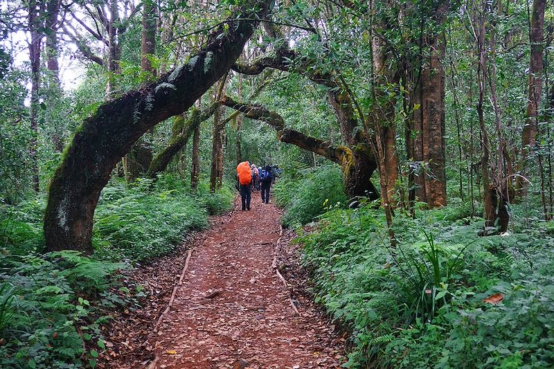 Trek entre Arusha et Machame Hut - Kilimandjaro - Tanzanie