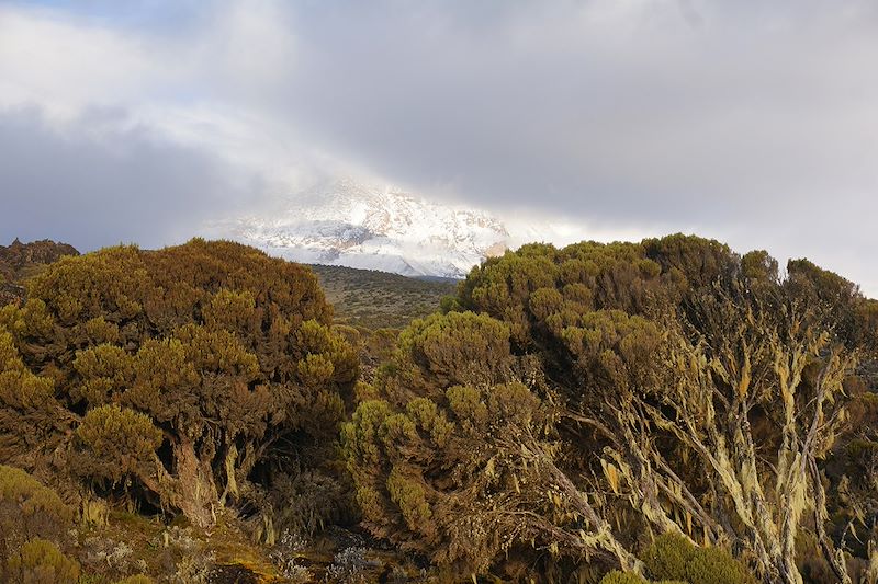 Trek entre Machame Hut et Shira Camp - Kilimandjaro - Tanzanie