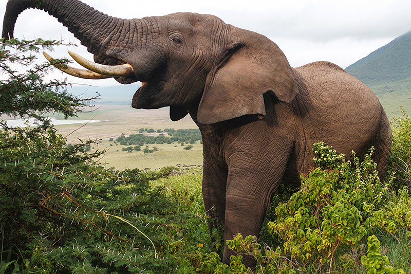 Ascenscion du Kili par la voie Machame, safari en lodge dans les parcs Tarangire, Manyara et N'Gorongoro et détente à Zanzibar ! 