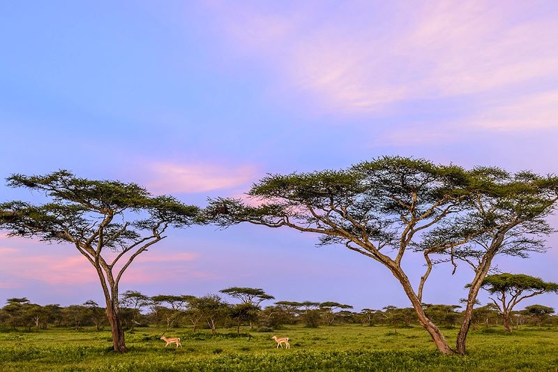 Gazelles de Thomson - Ngorongoro - Tanzanie