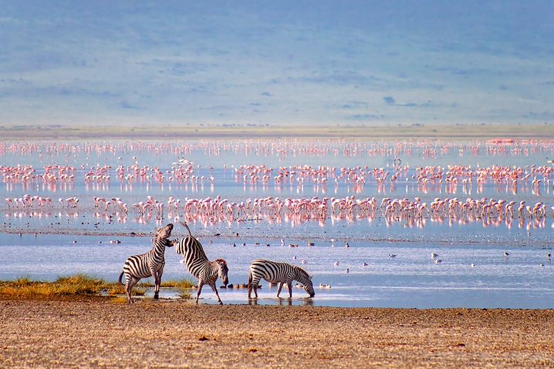 Découverte en 4x4 du cratère du N'Gorongoro, des mythiques parcs du Serengeti et de Tarangire et balade au lac Natron...