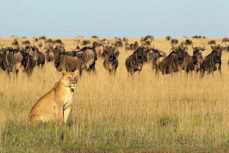 Lionne devant un troupeau de gnous à queue noire - Ngorongoro - Tanzanie