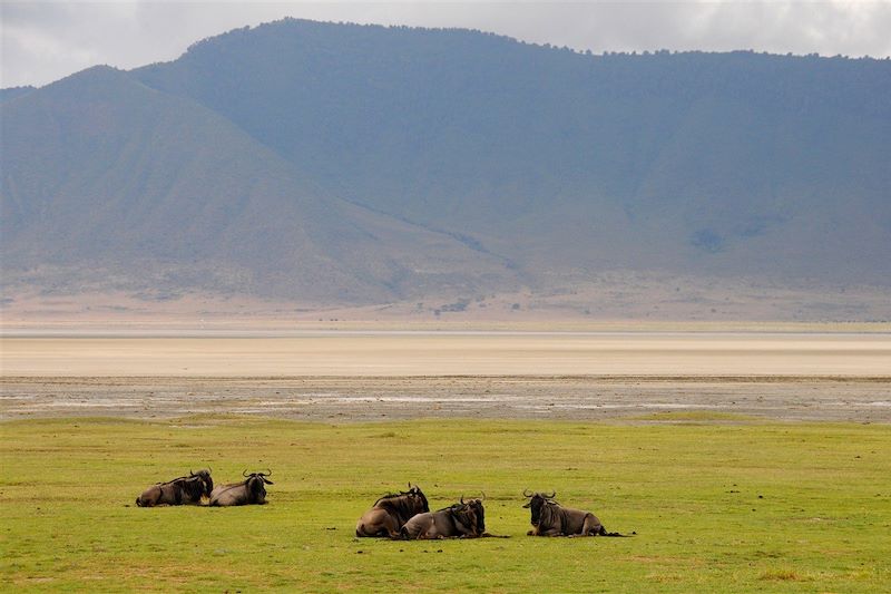 Gnous - Ngorongoro - Tanzanie