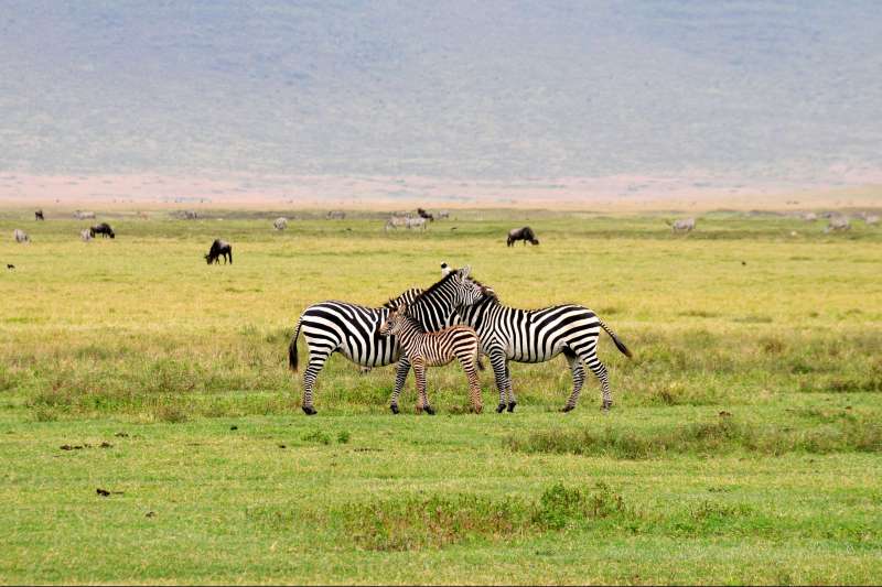 safari jambo tanzanie