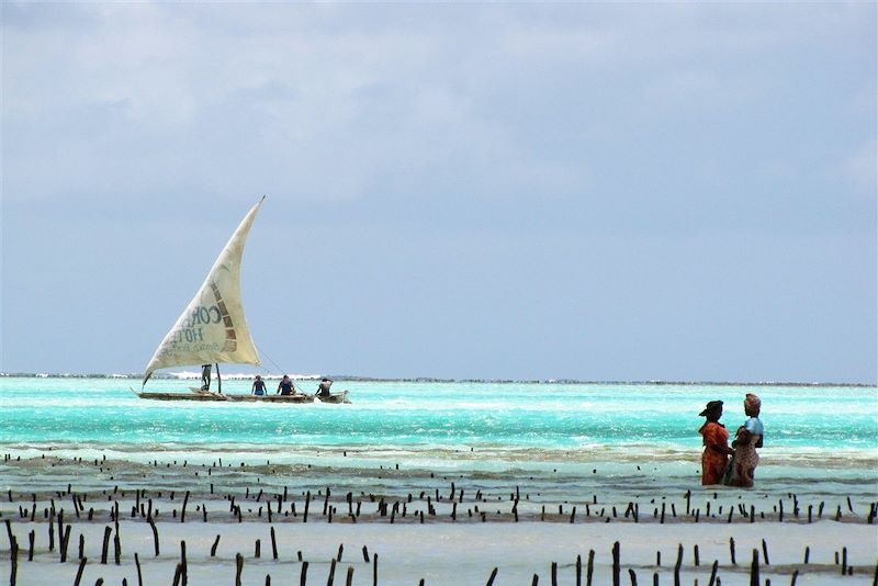 Collecte des algues - Jambiani - Zanzibar - Tanzanie