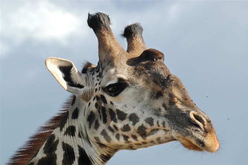 Safari confort dans les parcs du Serengeti, N'Gorongoro et Tarangire et balades au Lac Natron en camps de toile et lodges