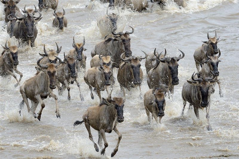 Safari confort dans les parcs du Serengeti, N'Gorongoro et Tarangire et balades au Lac Natron en camps de toile et lodges