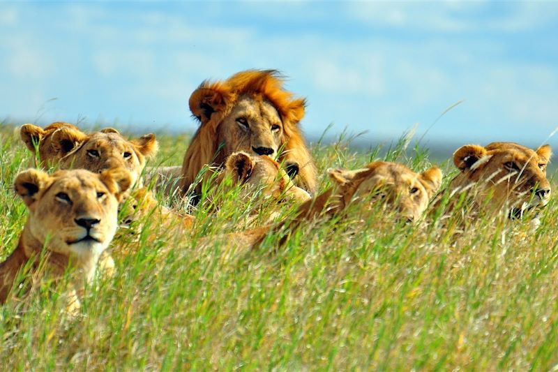 Lions dans le Parc National du Serengeti - Tanzanie