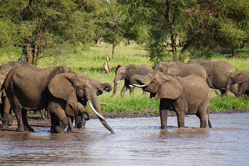 Safari confort dans les parcs du Serengeti, N'Gorongoro et Tarangire et balades au Lac Natron en camps de toile et lodges