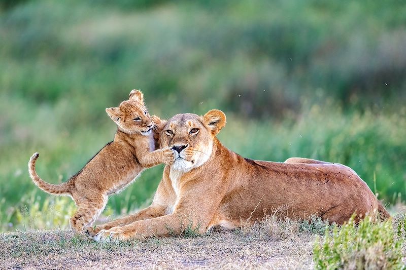 Lionne et son lionceau - Serengeti - Tanzanie