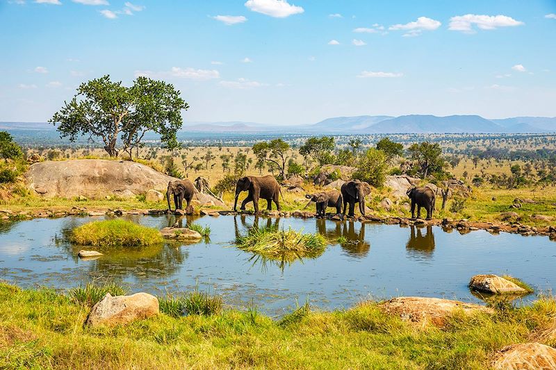 Les plus beaux parcs de Tanzanie en lodges 