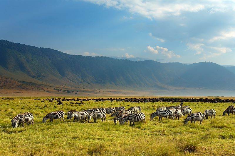 Zèbres dans la zone de conservation de Ngorongoro - Tanzanie