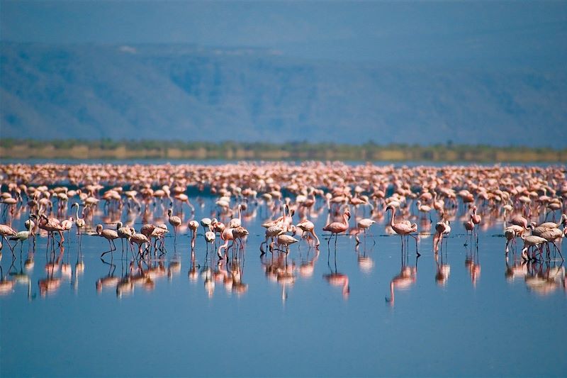 Groupe de Flamants rose - Lac Natron - Tanzanie