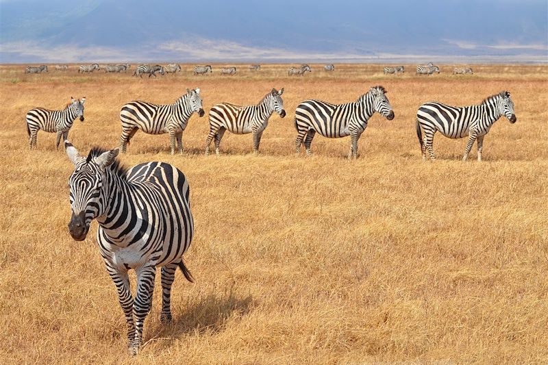 Zèbres dans le parc du Serengeti - Tanzanie