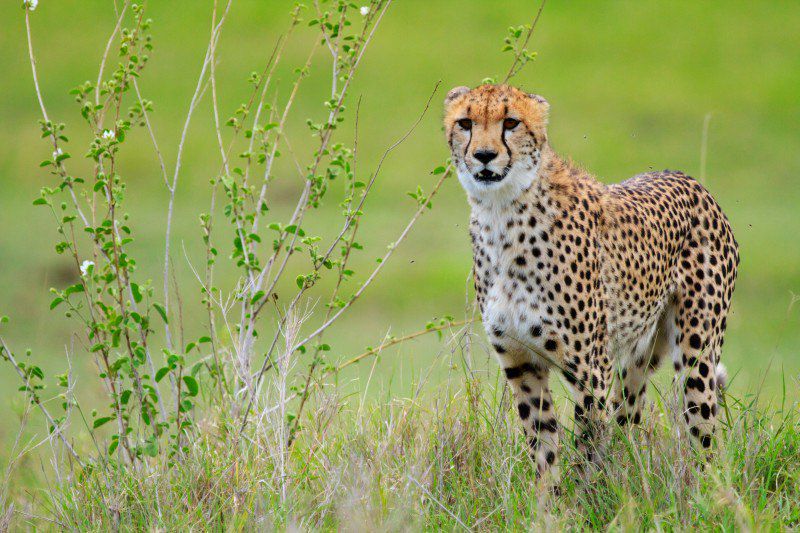 Safari dans les plus beaux parcs de Tanzanie avec nuits en lodges et camps de toile tout confort et séjour à Zanzibar  