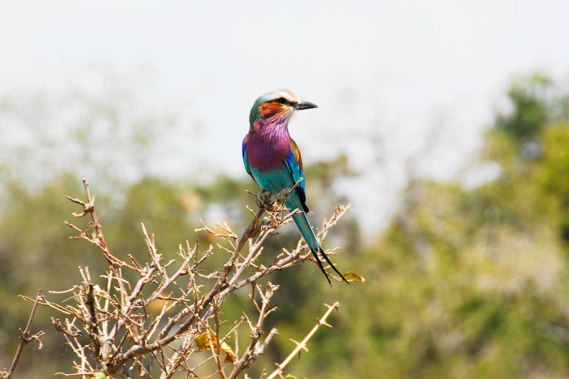 Safari dans les plus beaux parcs de Tanzanie avec nuits en lodges et camps de toile tout confort et séjour à Zanzibar  