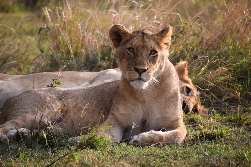 Safari dans les plus beaux parcs de Tanzanie avec nuits en lodges et camps de toile tout confort et séjour à Zanzibar  