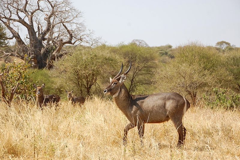 Safari privé en Tanzanie avec guide francophone, du lac Manyara au cratère Ngorongoro, via le parc Tarangire et Zanzibar