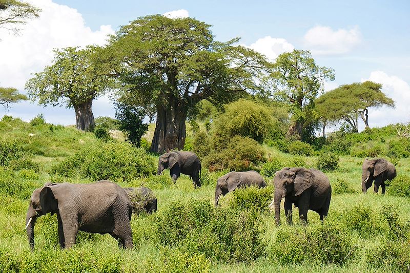 Safari privé en Tanzanie avec guide francophone, du lac Manyara au cratère Ngorongoro, via le parc Tarangire et Zanzibar