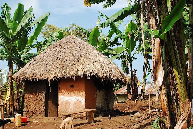 Maison traditionnelle - Marais de Bigodi - Ouganda
