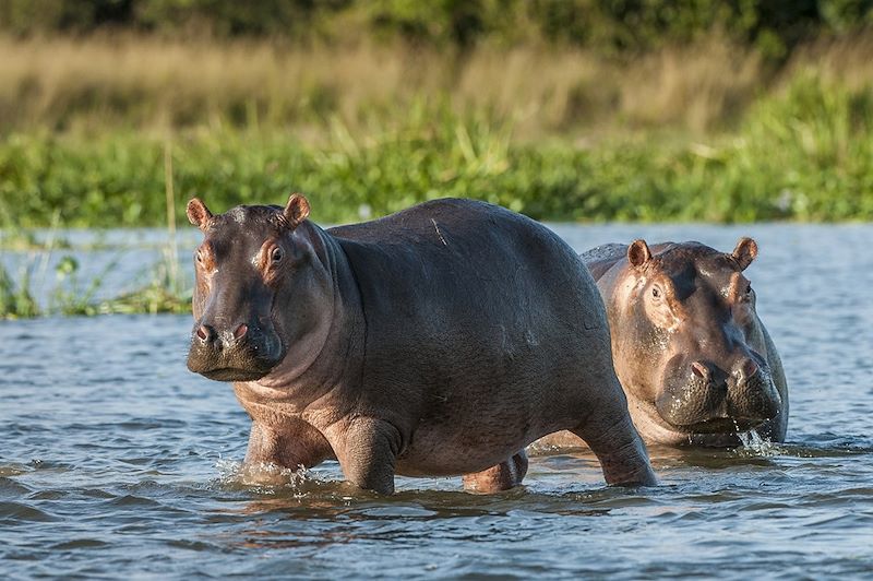 Hippopotames - Ouganda
