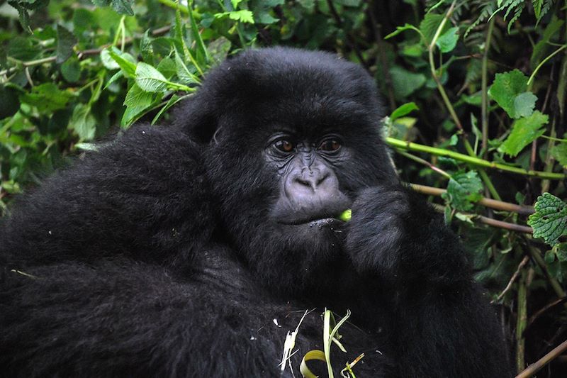 Gorille à la frontière entre le Rwanda et l'Ouganda