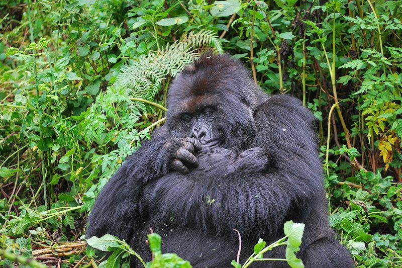 Voyage entre Ouganda et Rwanda : Observation des primates, Safari à Queen Elizabeth, bateau et pirogues sur les lacs...