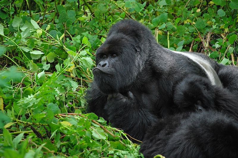 Voyage entre Ouganda et Rwanda : Observation des primates, Safari à Queen Elizabeth, bateau et pirogues sur les lacs...