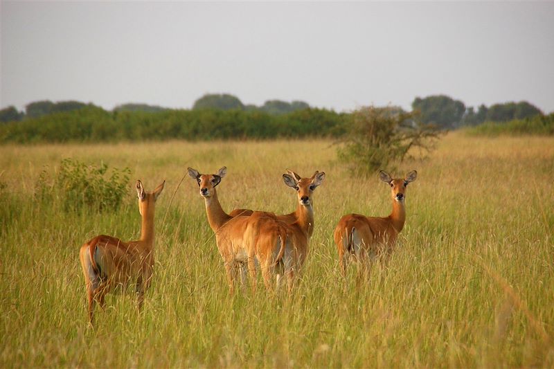 Découverte de l'Ouganda en randonnées au plus près de la vie locale, observation des primates et safaris dans les parcs nationaux