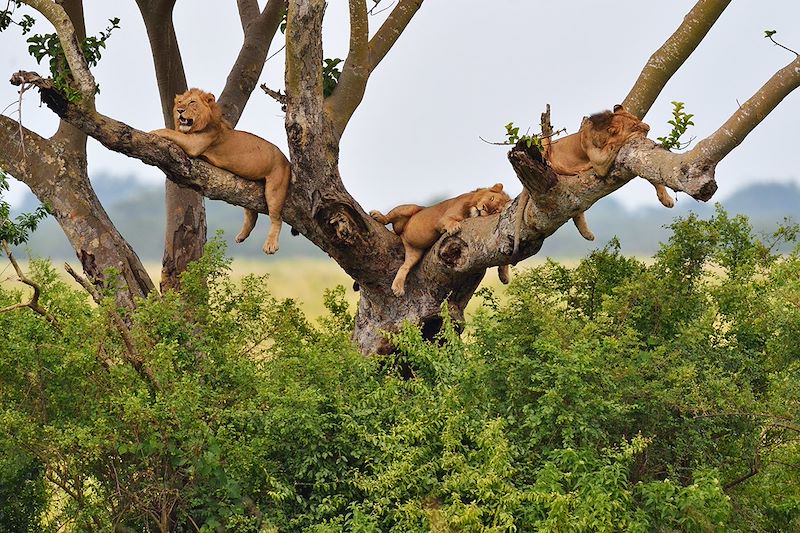 Découverte de l'Ouganda en randonnées au plus près de la vie locale, observation des primates et safaris dans les parcs nationaux