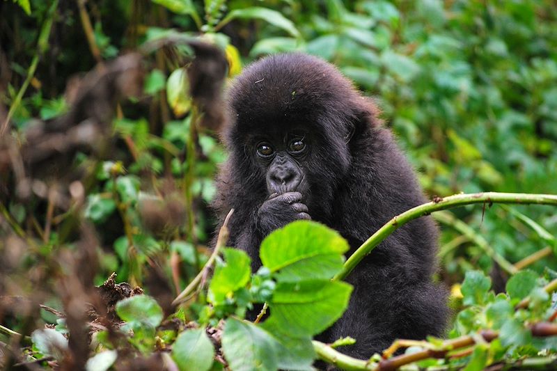 Découverte de l'Ouganda en randonnées au plus près de la vie locale, observation des primates et safaris dans les parcs nationaux