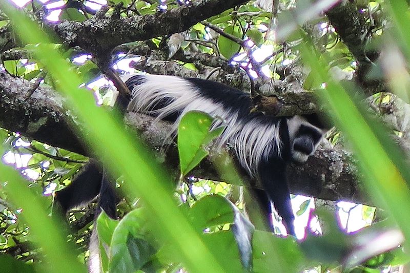 Découverte de l'Ouganda en randonnées au plus près de la vie locale, observation des primates et safaris dans les parcs nationaux